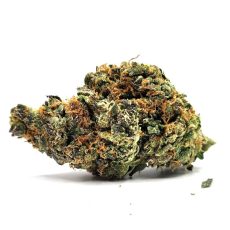 Black Cherry Soda Weed Strain Bud on White Background