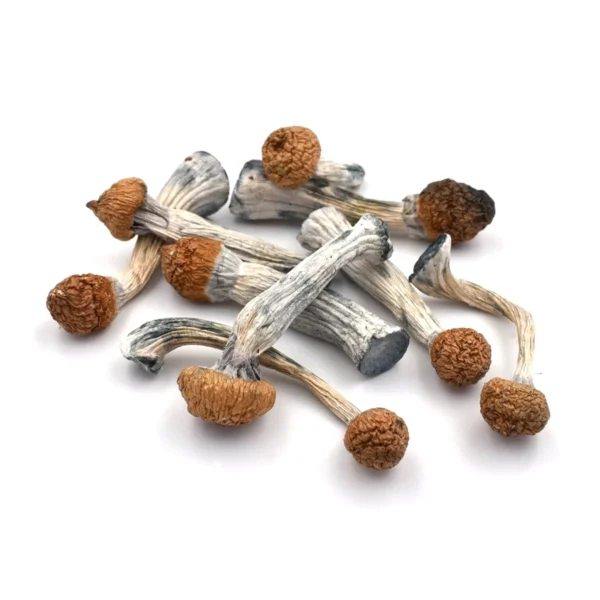 A pile of dried Penis Envy magic mushrooms with thick, short stems and wrinkled, dark golden-brown caps, laid out on a white background