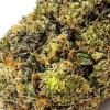 Apocalypto Weed Strain Closeup