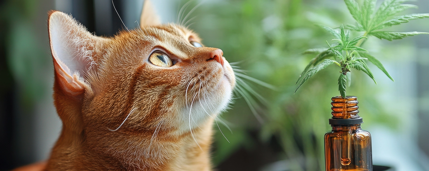 Ginger cat looking at cannabis plant in bottle promoting Pet CBD.
