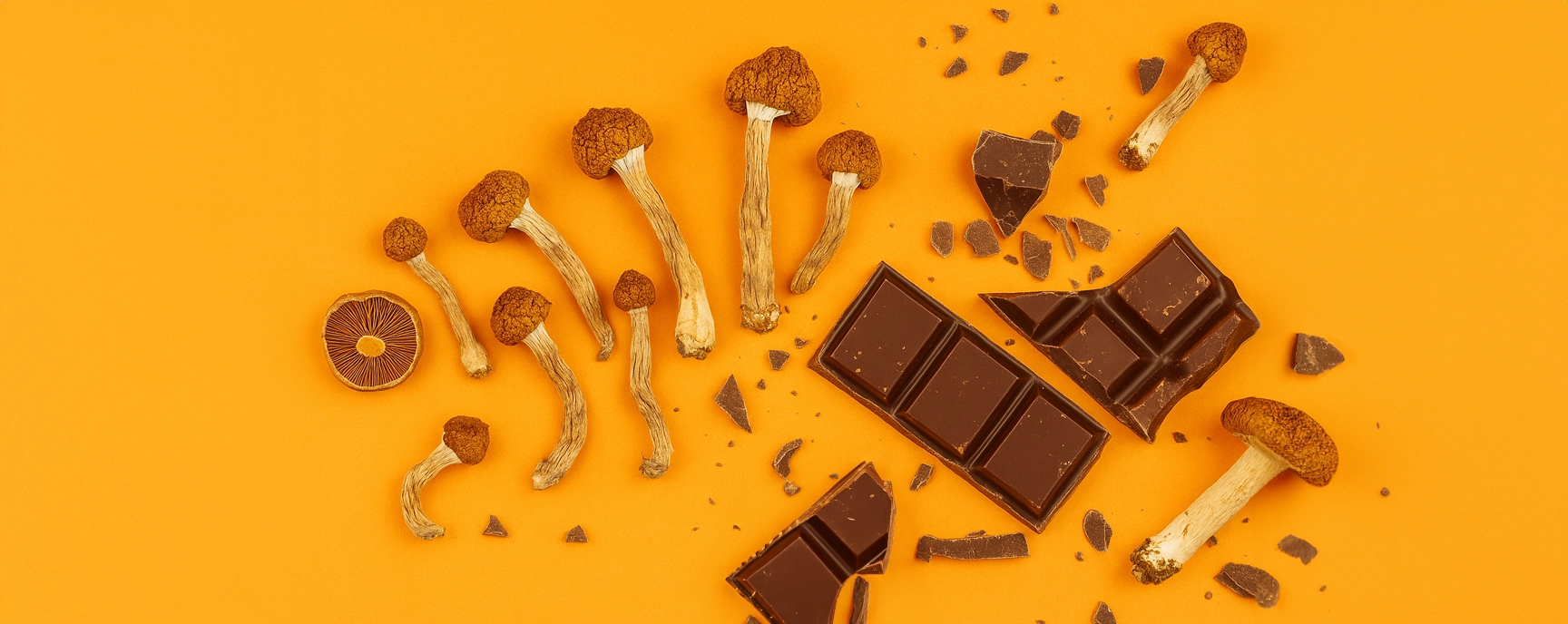 Dried magic mushrooms chocolate pieces scattered on orange background