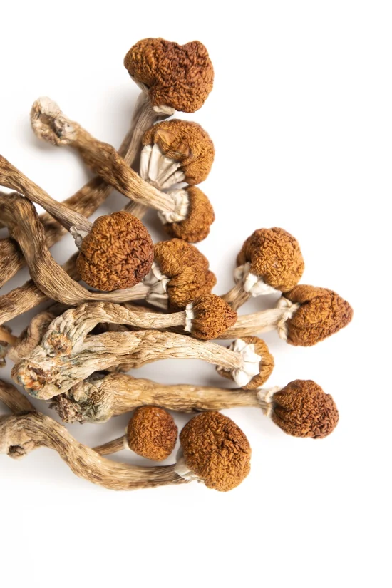 Cluster of dried magic mushrooms on white background – Magic Mushrooms Canada.
