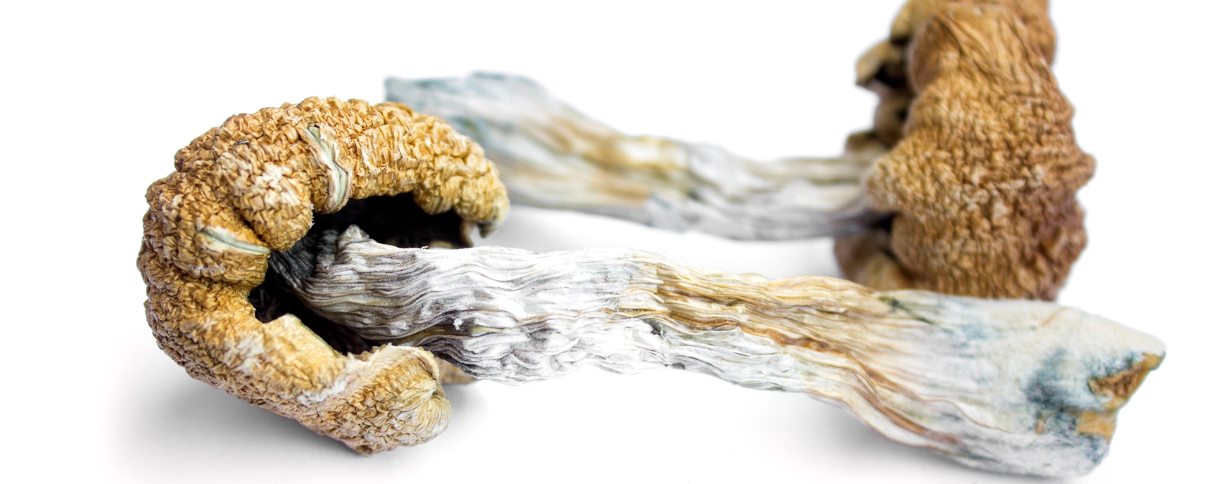 Close-up of dried magic mushrooms on white background – Magic Mushrooms Canada.
