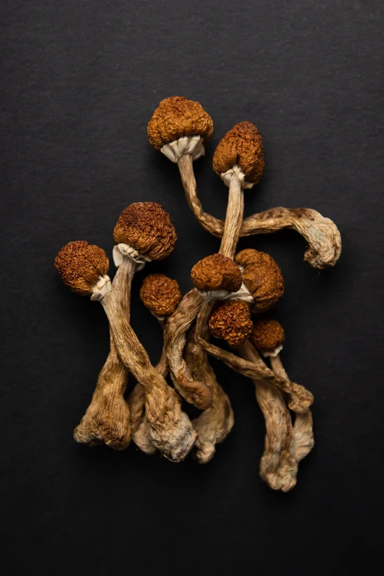 Psychedelics Online image showing dried mushrooms on black background.