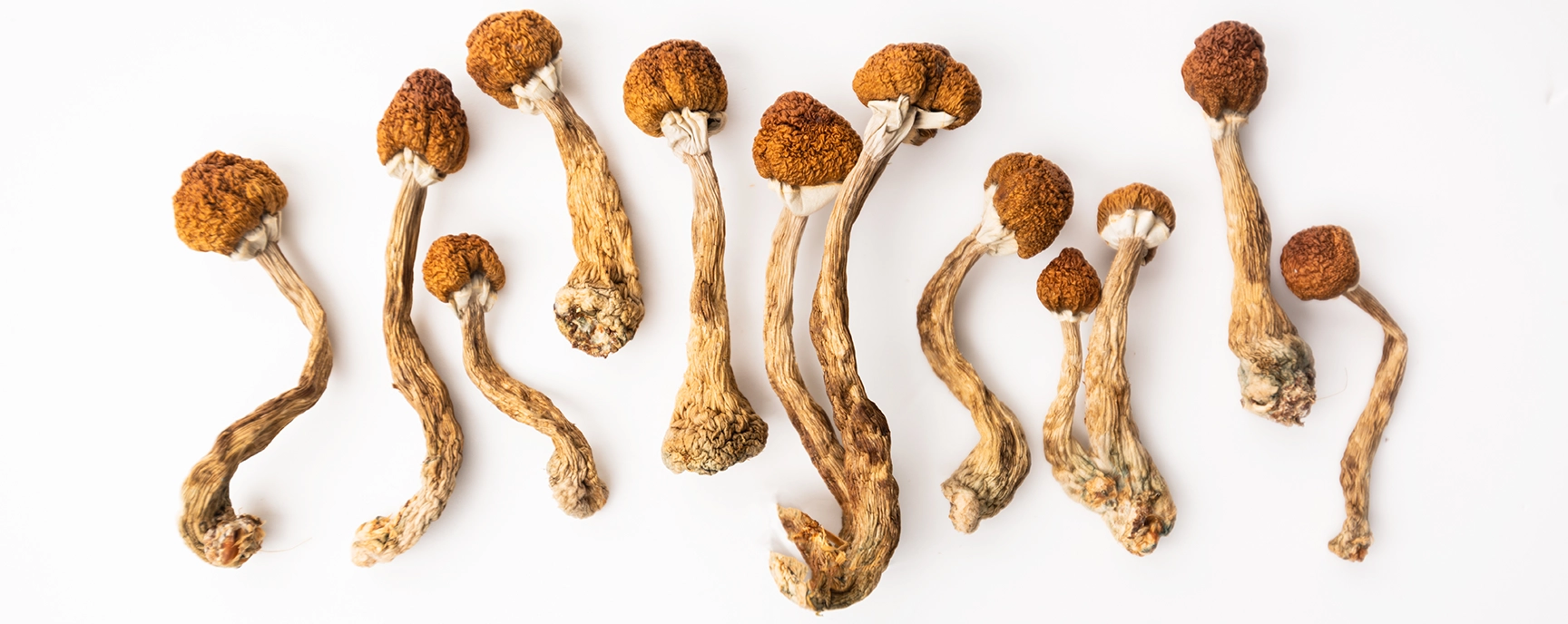 Dried magic mushrooms arranged on white background – Psychedelics Online Canada.