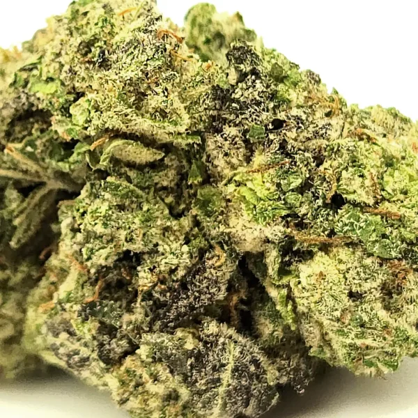 Purple Mimosa Closeup