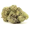 Purple Mimosa Strain