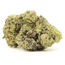Purple Mimosa Strain